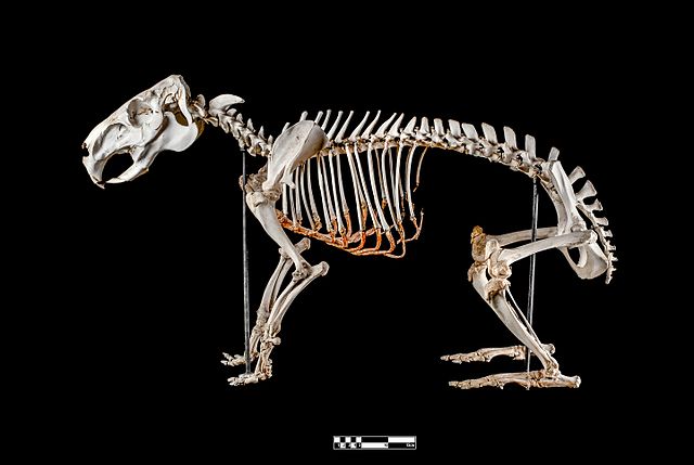 640px-Capybara_skeleton